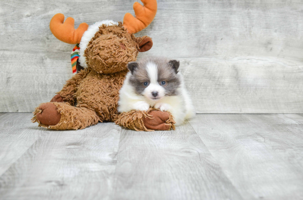 Cute Pomeranian Purebred Puppy