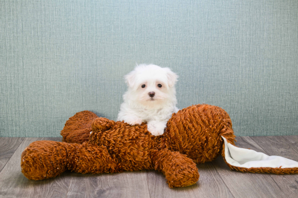 Maltese Puppy for Adoption