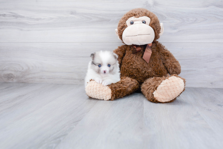 Sweet Pomeranian Purebred Puppy