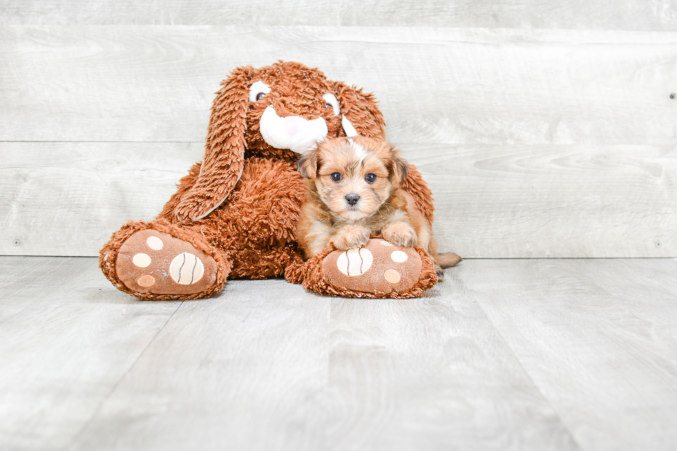 Small Morkie Baby