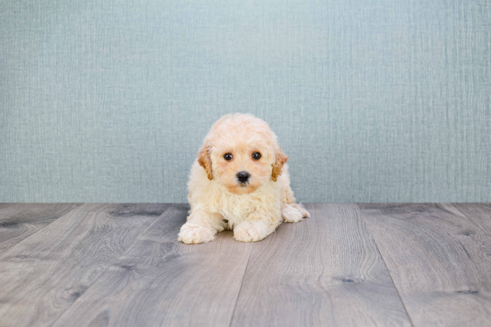 Energetic Maltese Poodle Poodle Mix Puppy