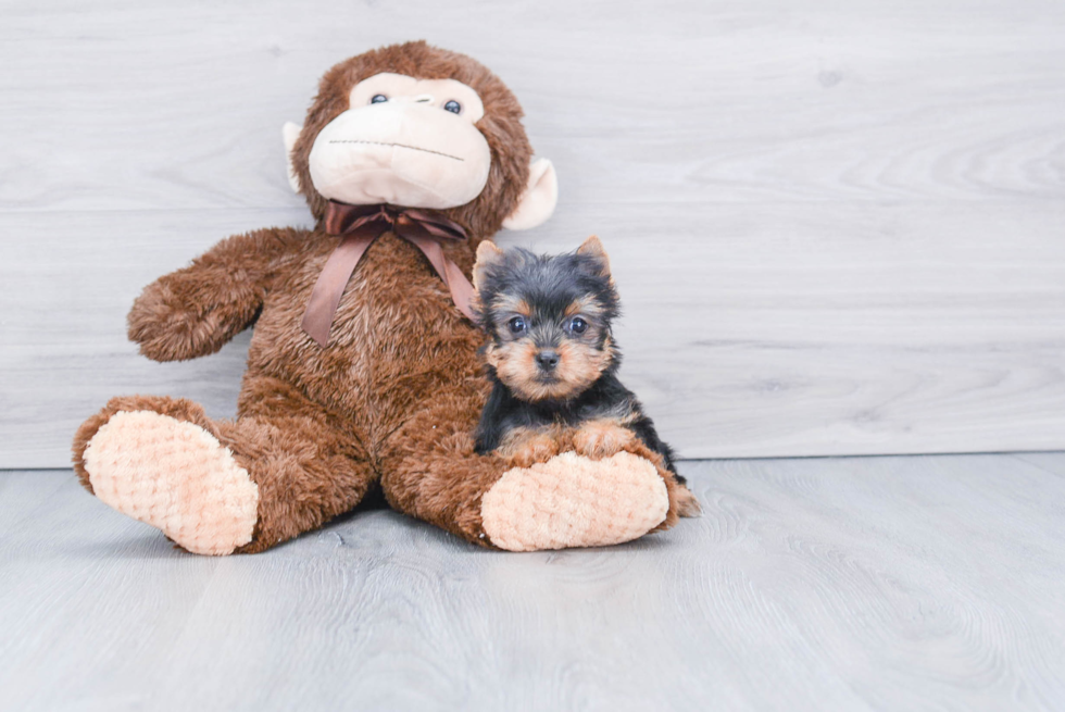 Meet Bella - our Yorkshire Terrier Puppy Photo 