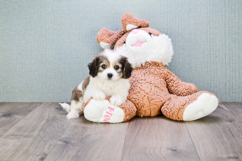 Cavachon Puppy for Adoption