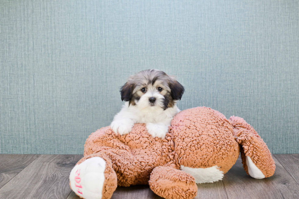 Fluffy Teddy Bear Designer Pup