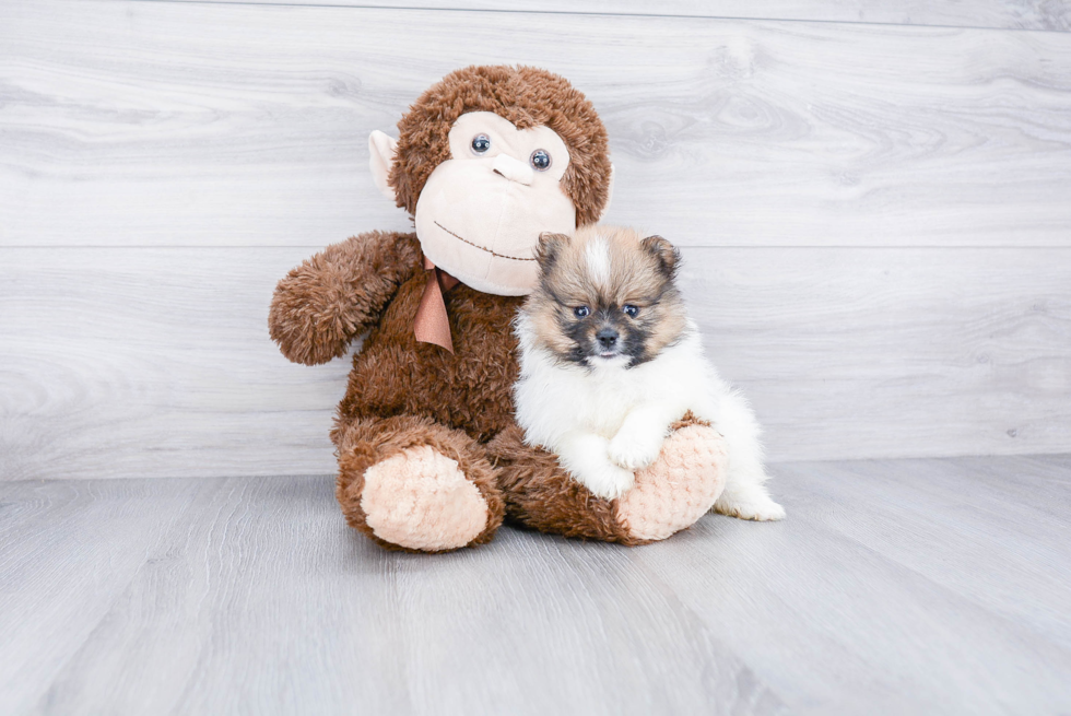 Adorable Pomeranian Purebred Puppy