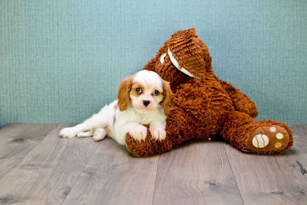 Funny Cavalier King Charles Spaniel Purebred Pup