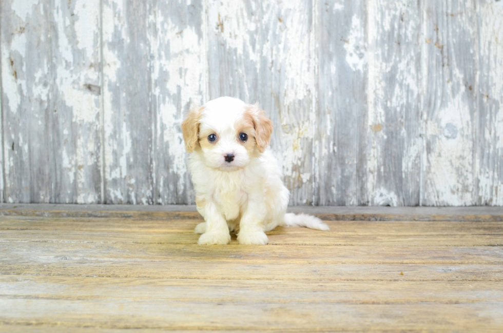 Petite Cavapoo Poodle Mix Pup