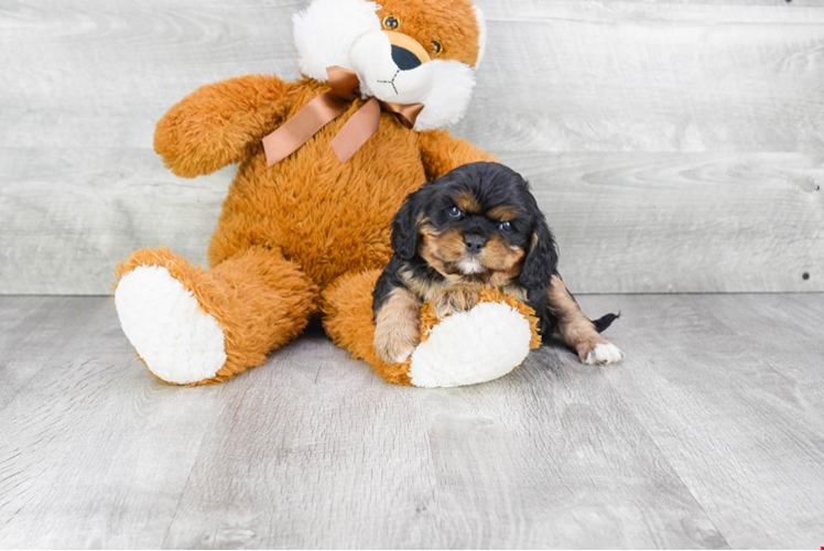 Best Cavalier King Charles Spaniel Baby