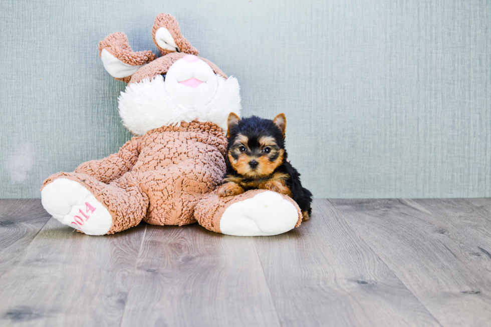 Meet Beckham - our Yorkshire Terrier Puppy Photo 