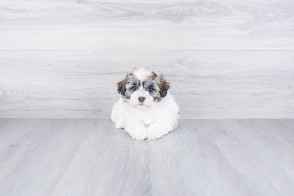 Best Havanese Baby