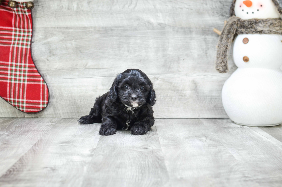 Fluffy Cavapoo Poodle Mix Pup