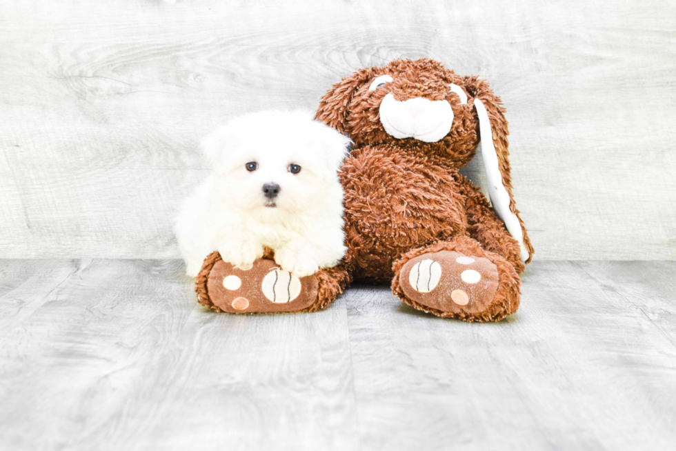 Hypoallergenic Maltese Purebred Pup