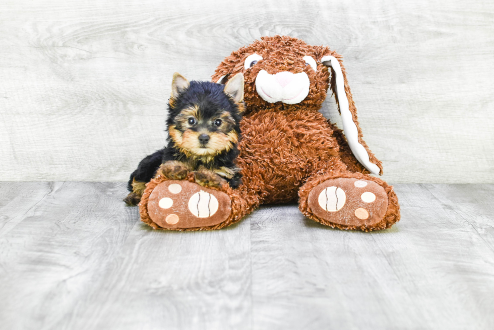 Meet Ronaldo - our Yorkshire Terrier Puppy Photo 