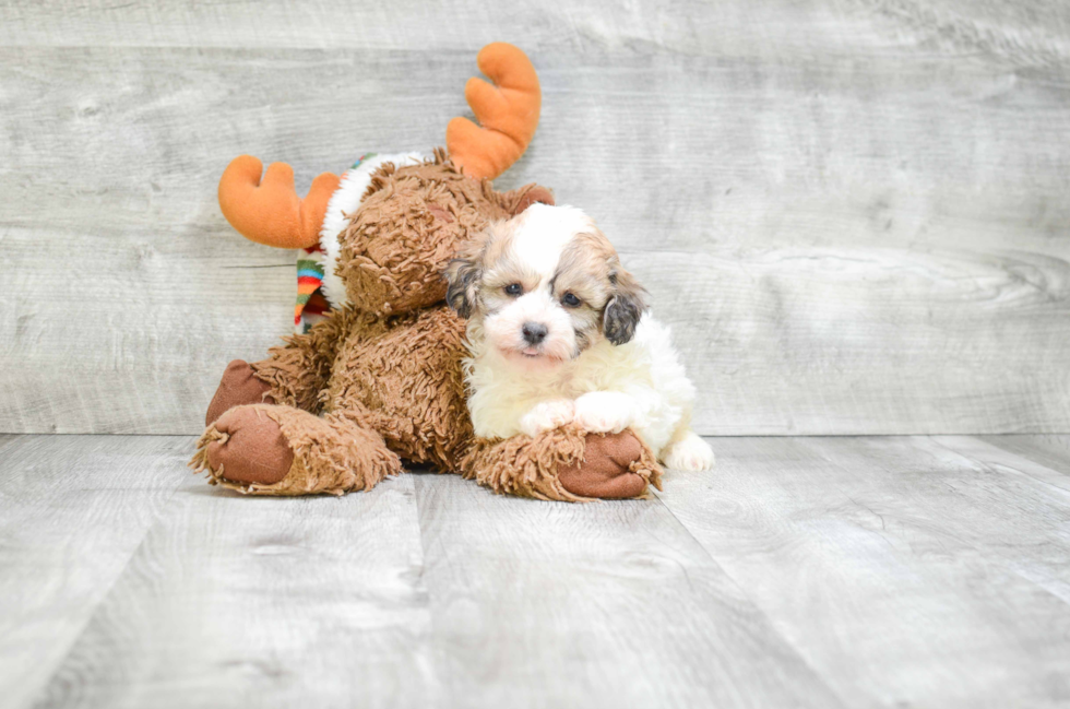 Popular Teddy Bear Designer Pup