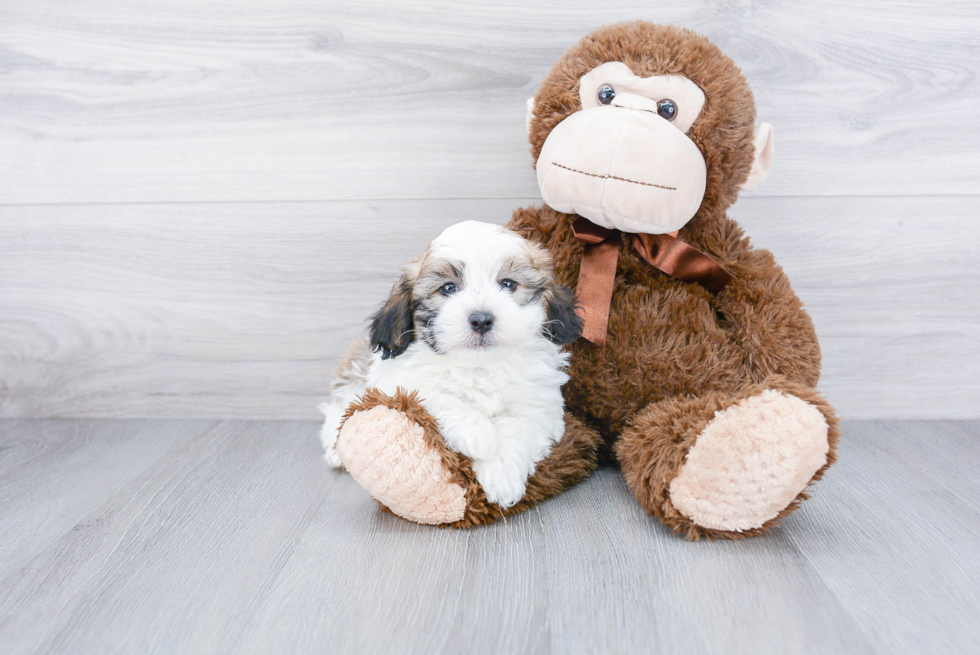 Funny Havanese Purebred Pup