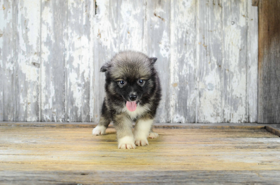 Sweet Pomsky Baby