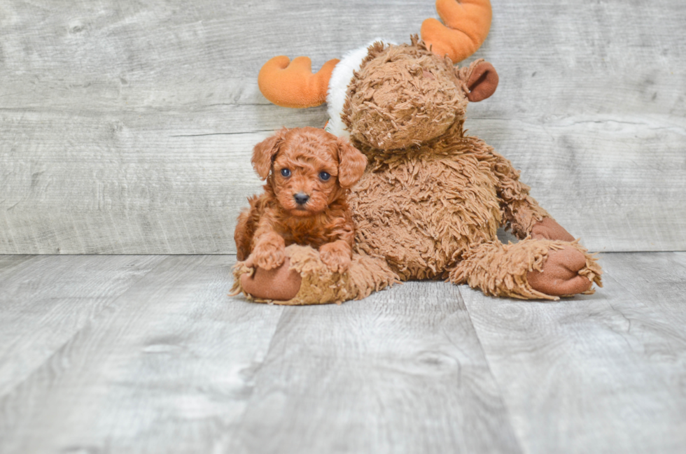 Akc Registered Poodle Baby