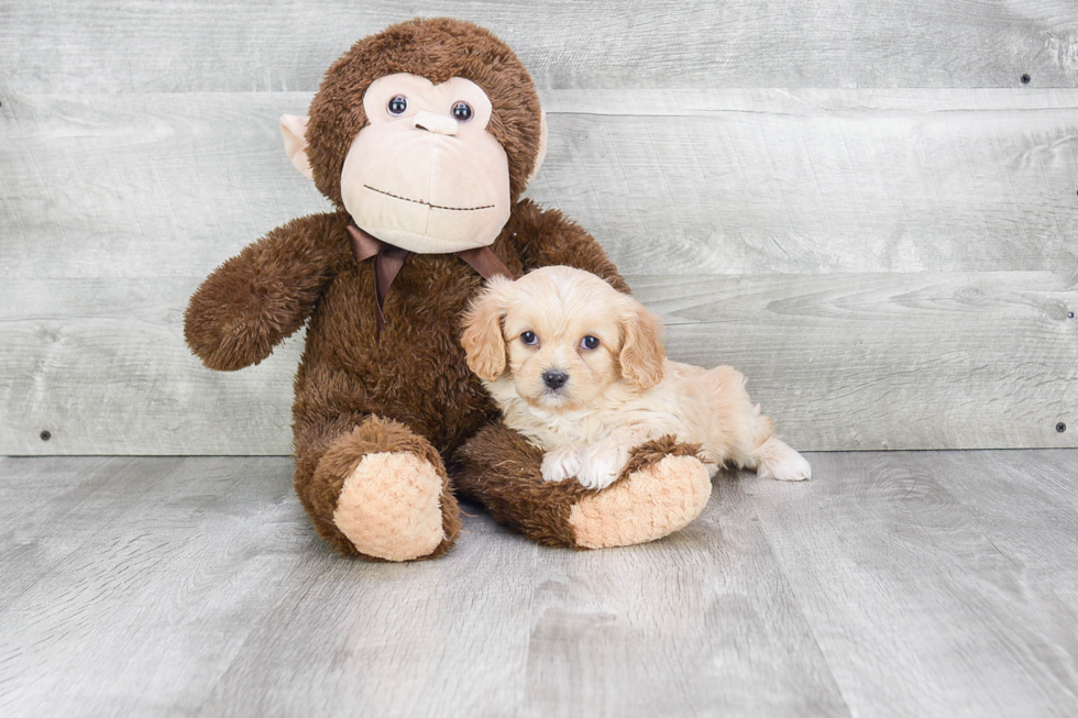 Cavachon Pup Being Cute