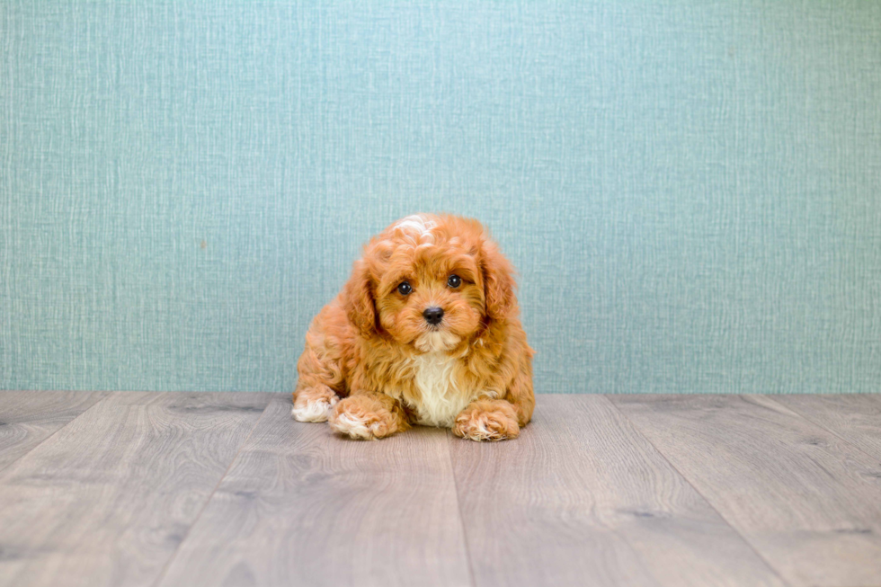 Petite Cavapoo Poodle Mix Pup