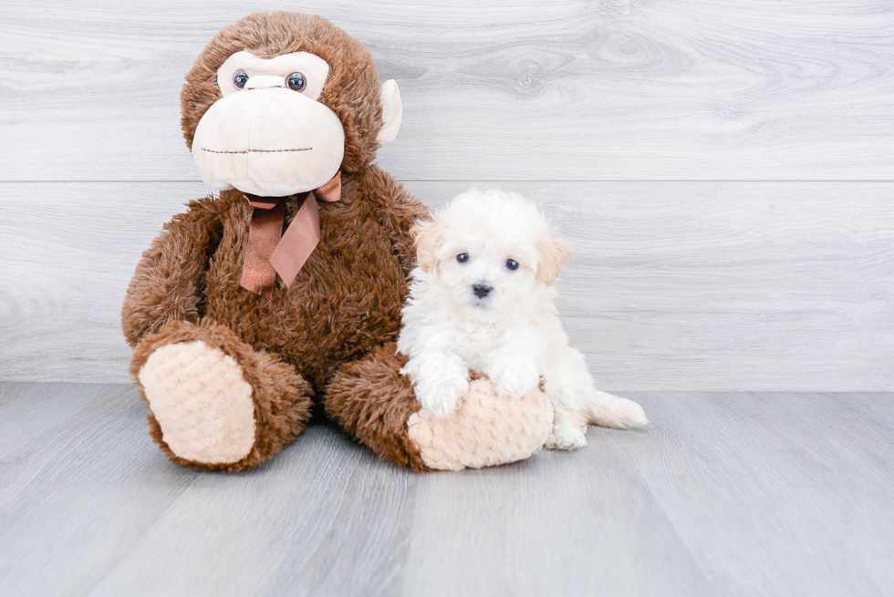 Happy Maltipoo Baby