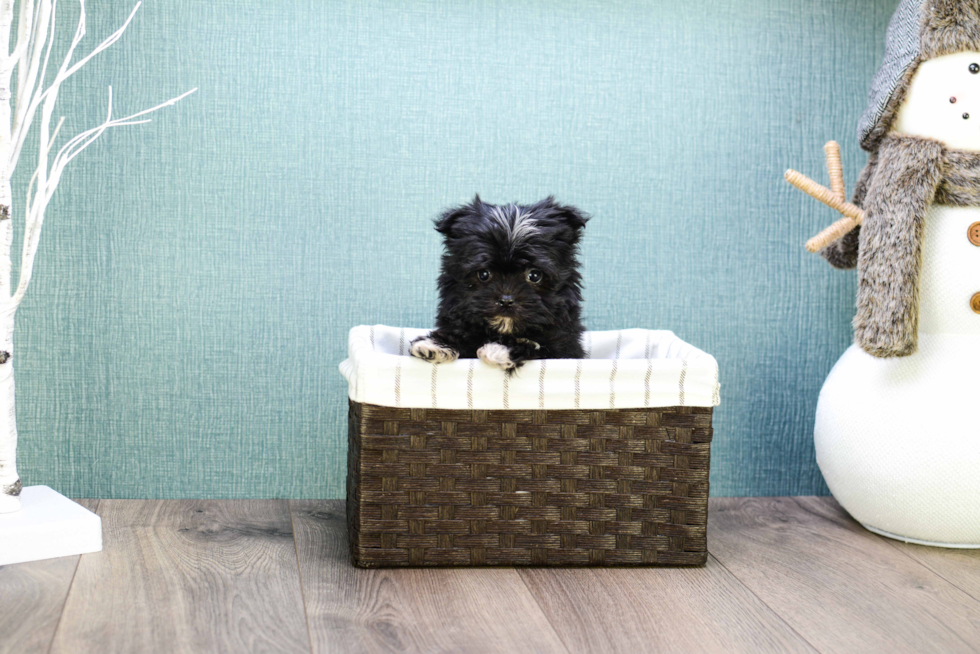 Morkie Puppy for Adoption