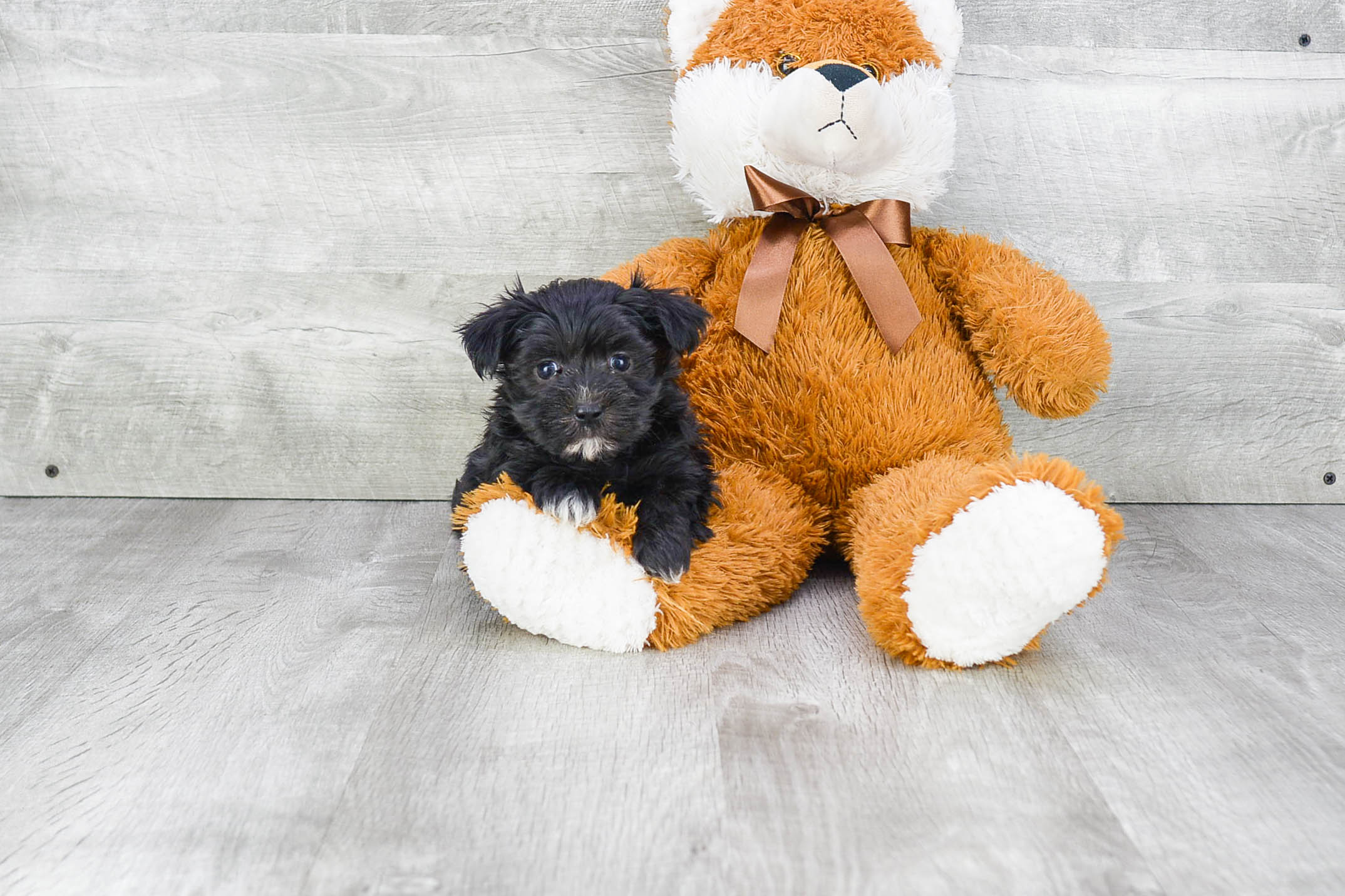 Best Morkie Baby