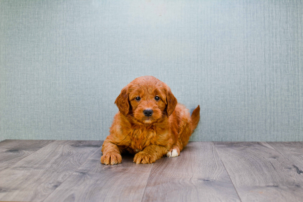 Little Golden Retriever Poodle Mix Puppy