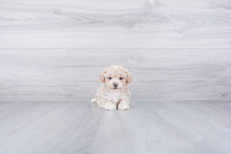 Small Maltipoo Baby