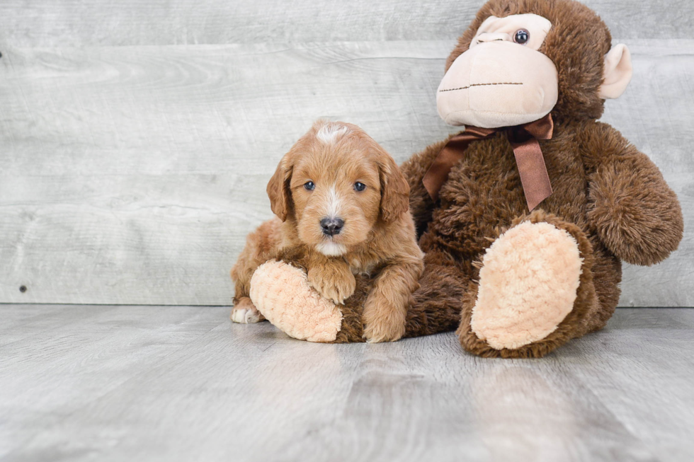 Mini Goldendoodle Pup Being Cute