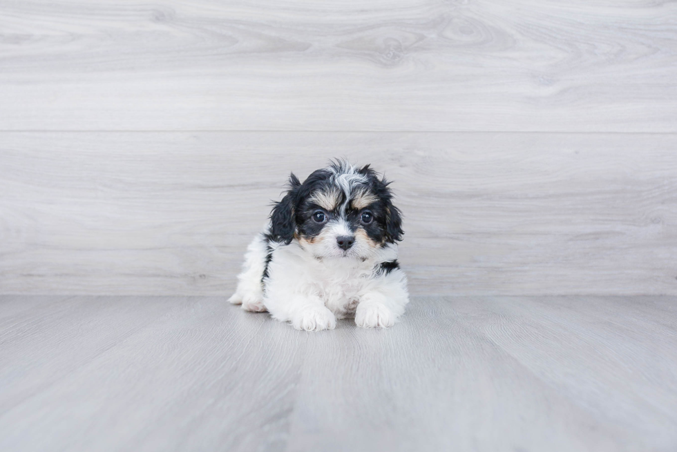 Sweet Cavachon Baby