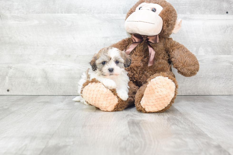 Smart Teddy Bear Designer Pup