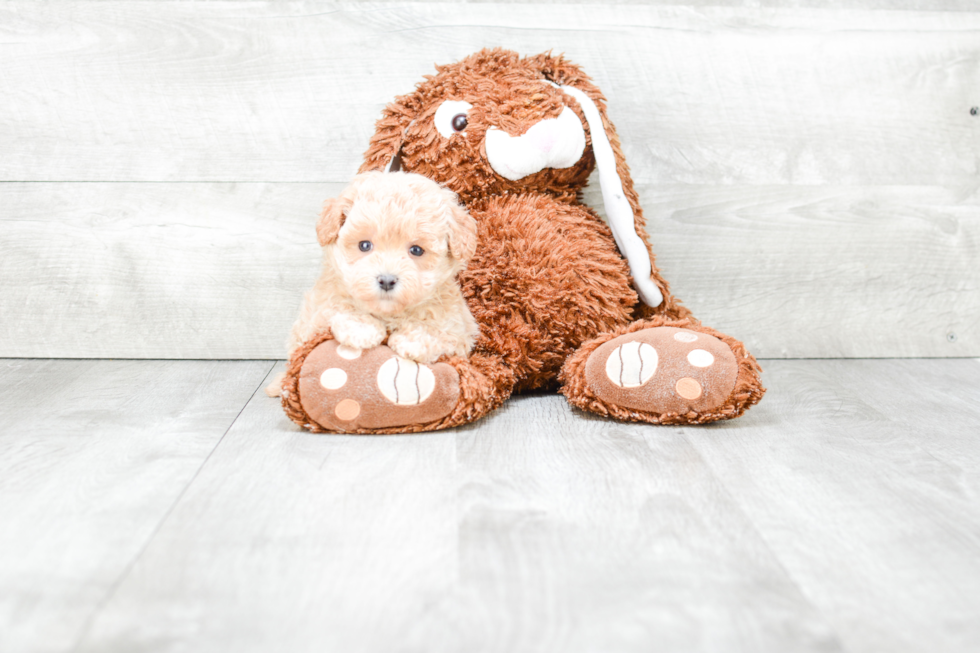 Friendly Maltipoo Baby