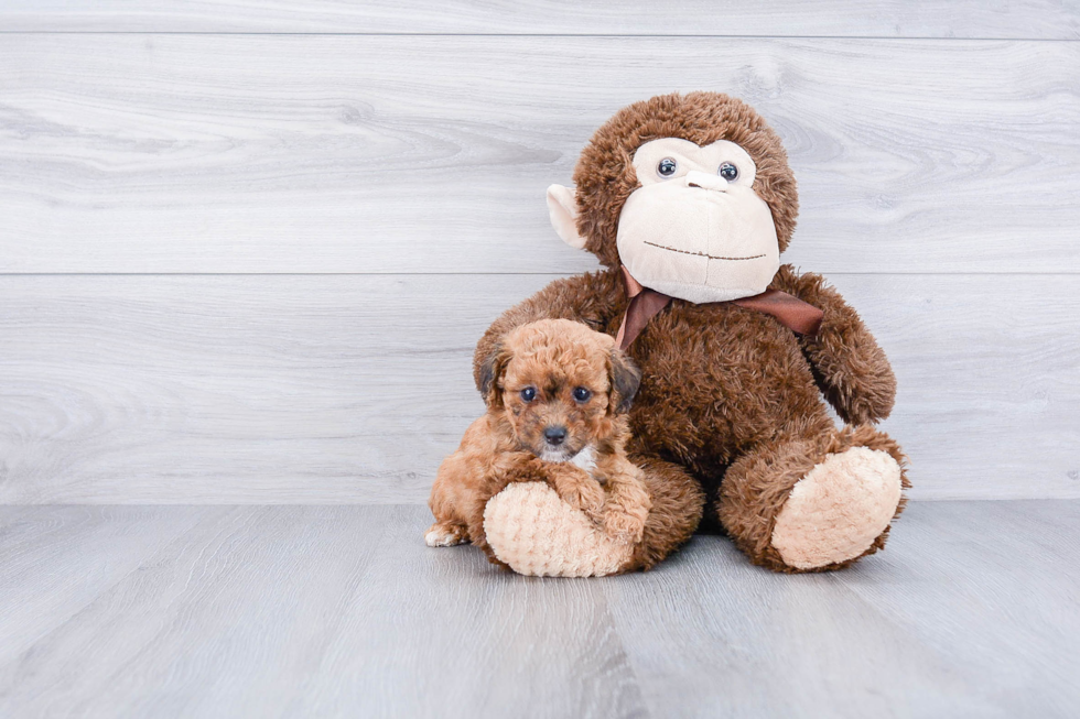 Maltipoo Pup Being Cute