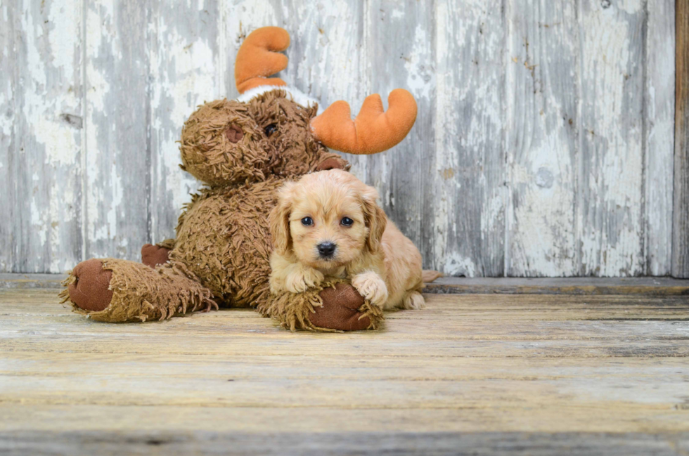 Cavachon Pup Being Cute