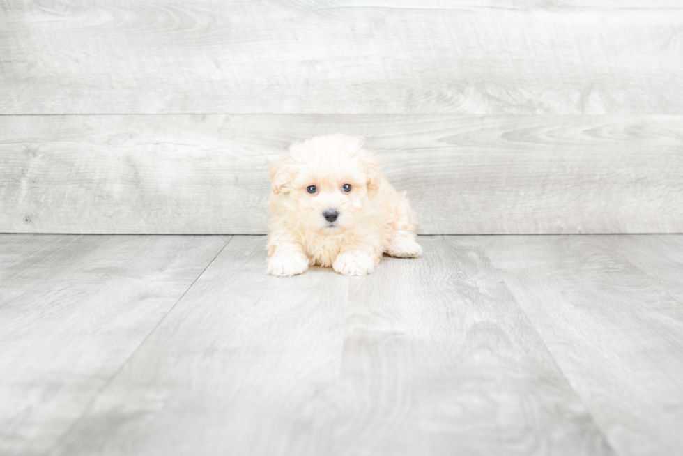 Best Maltipoo Baby