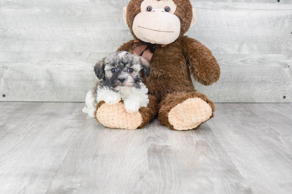 Havanese Pup Being Cute