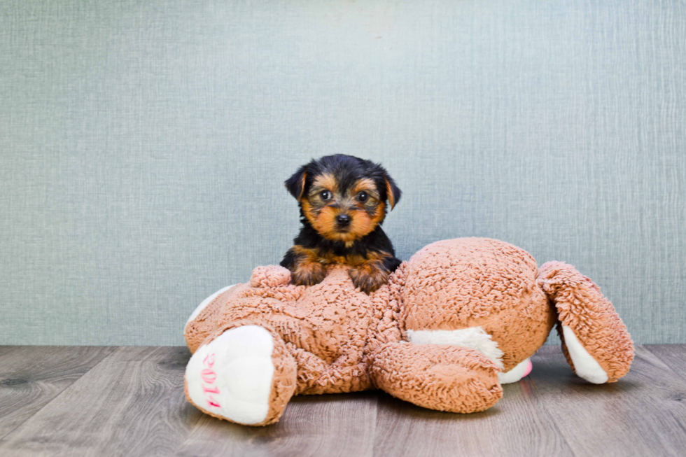 Meet Izzie - our Yorkshire Terrier Puppy Photo 