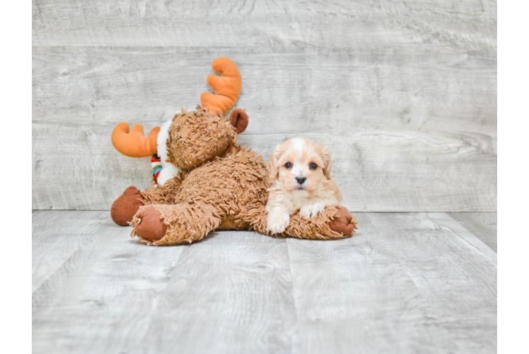 Funny Cavapoo Poodle Mix Pup