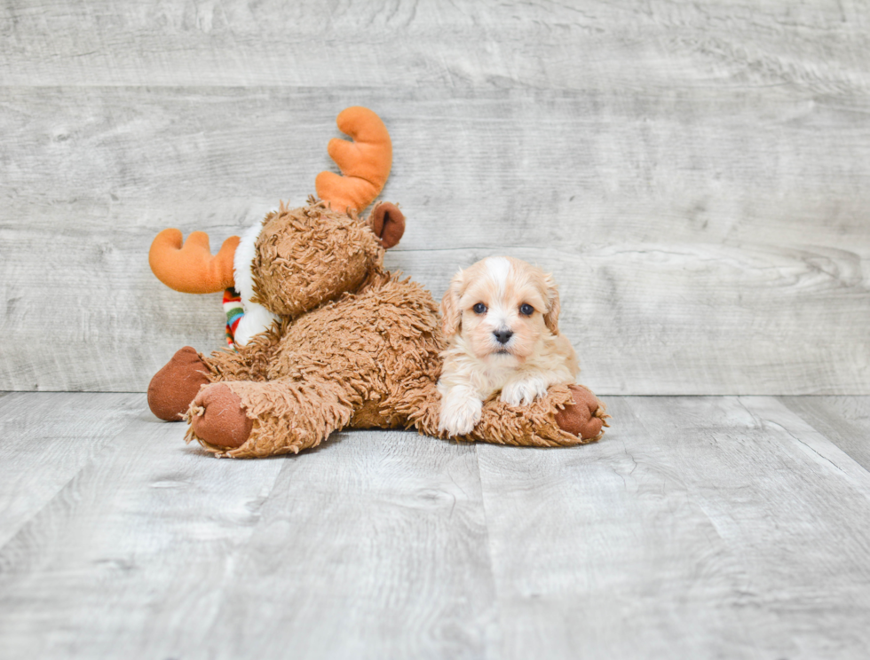 Funny Cavapoo Poodle Mix Pup