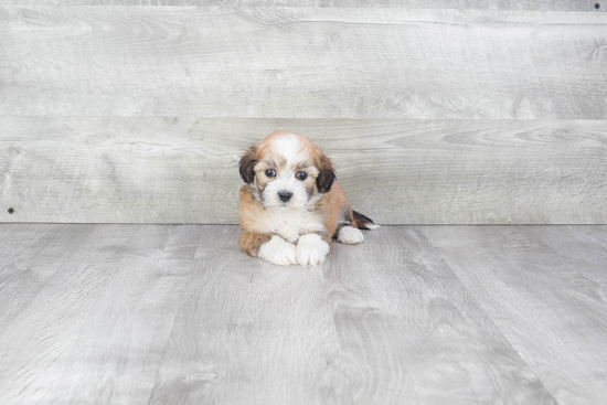 Havanese Pup Being Cute