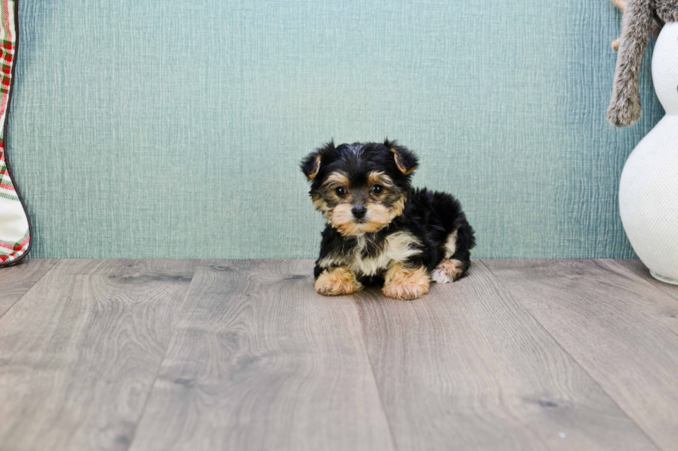 Morkie Pup Being Cute