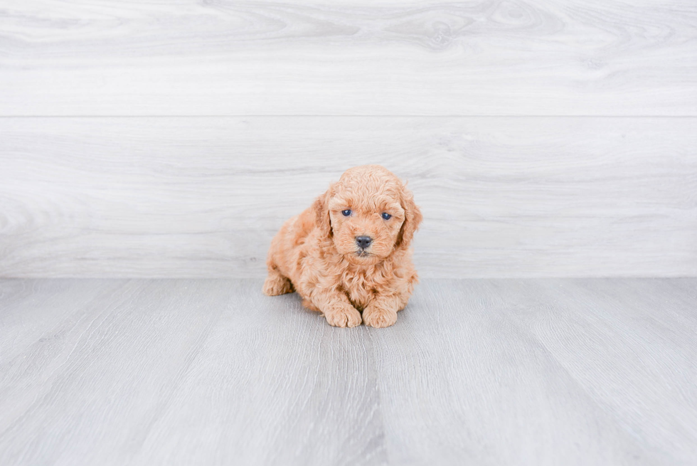 Mini Goldendoodle Pup Being Cute