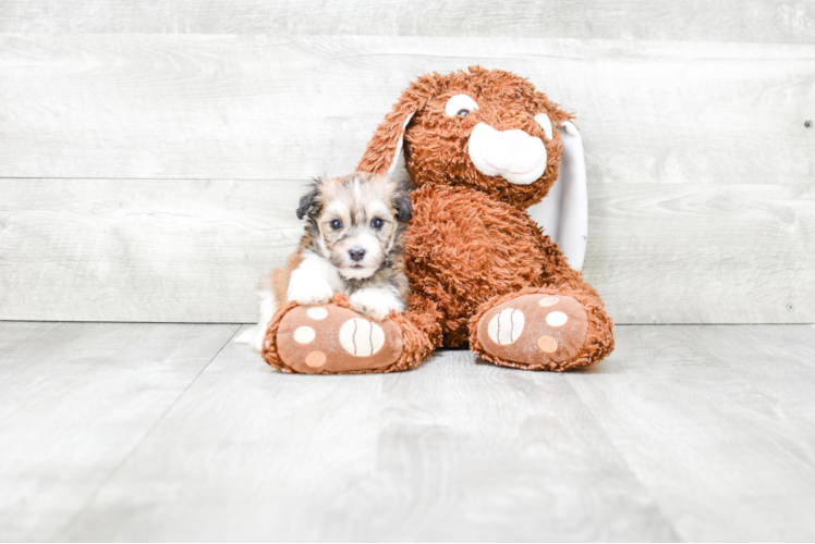 Playful Havanese Baby