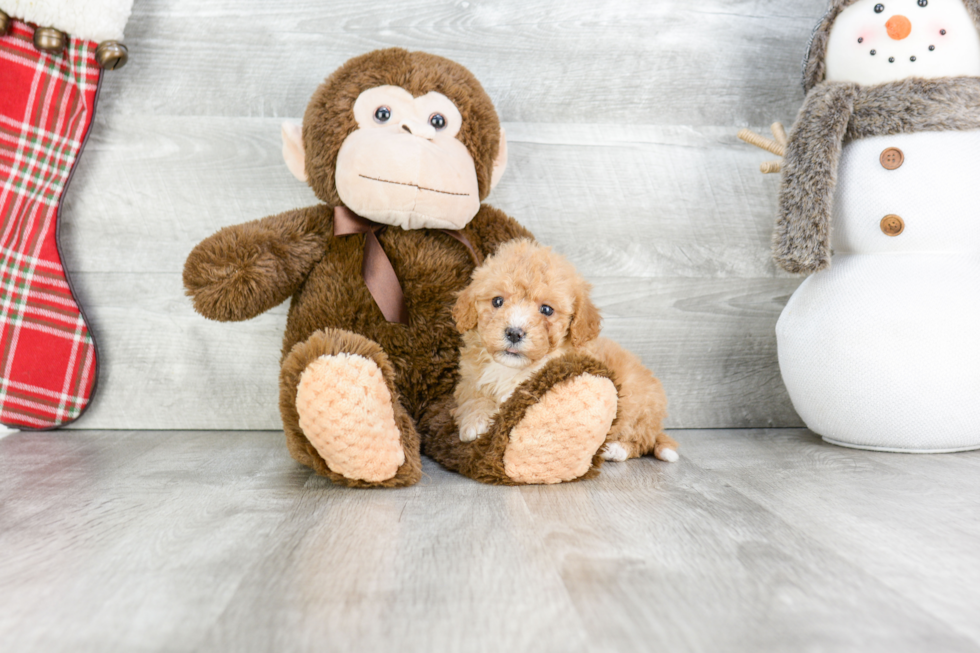 Hypoallergenic Cavoodle Poodle Mix Puppy