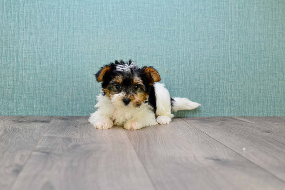 Havanese Pup Being Cute