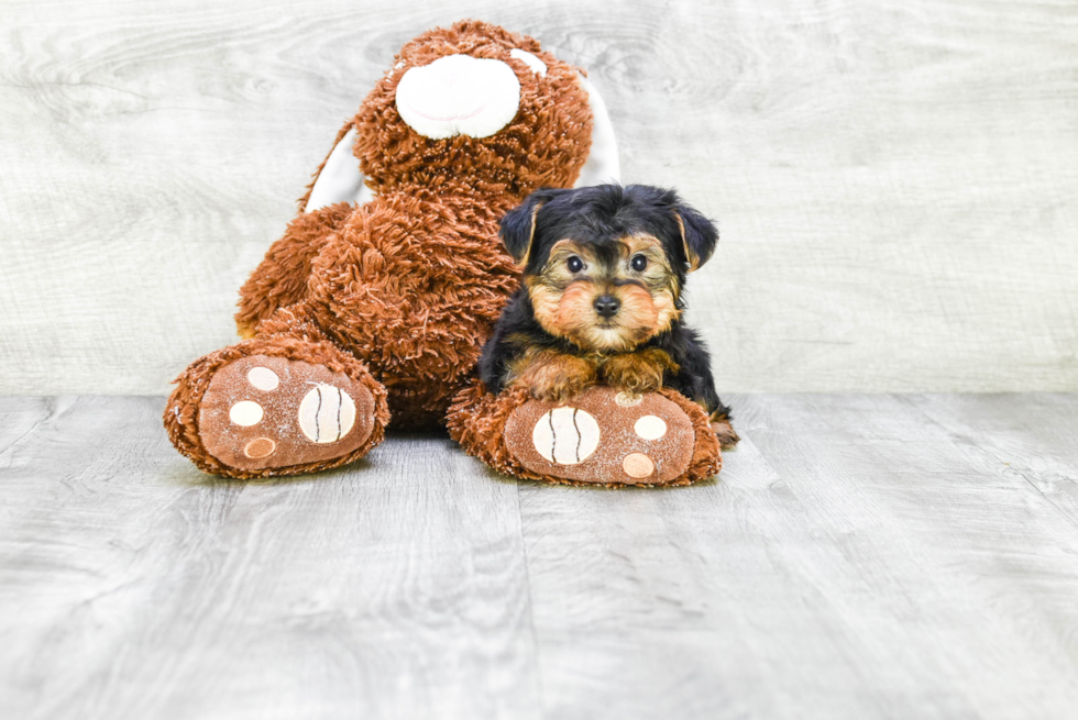 Meet Timmy - our Yorkshire Terrier Puppy Photo 