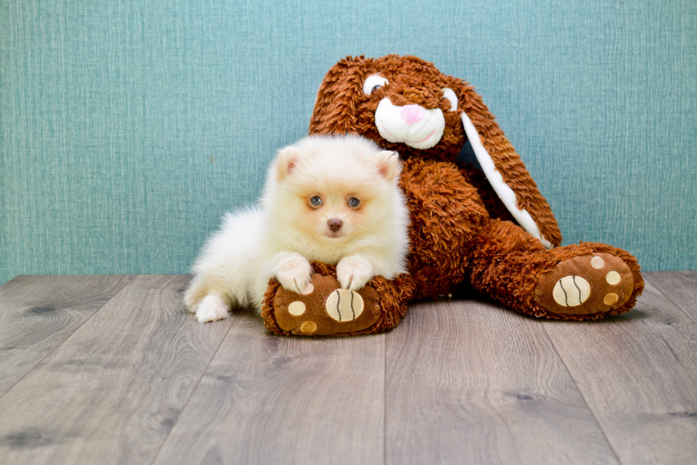 Friendly Pomeranian Purebred Pup