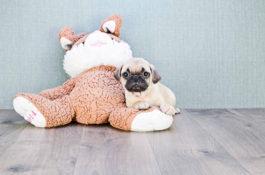 Fluffy Pug Purebred Puppy