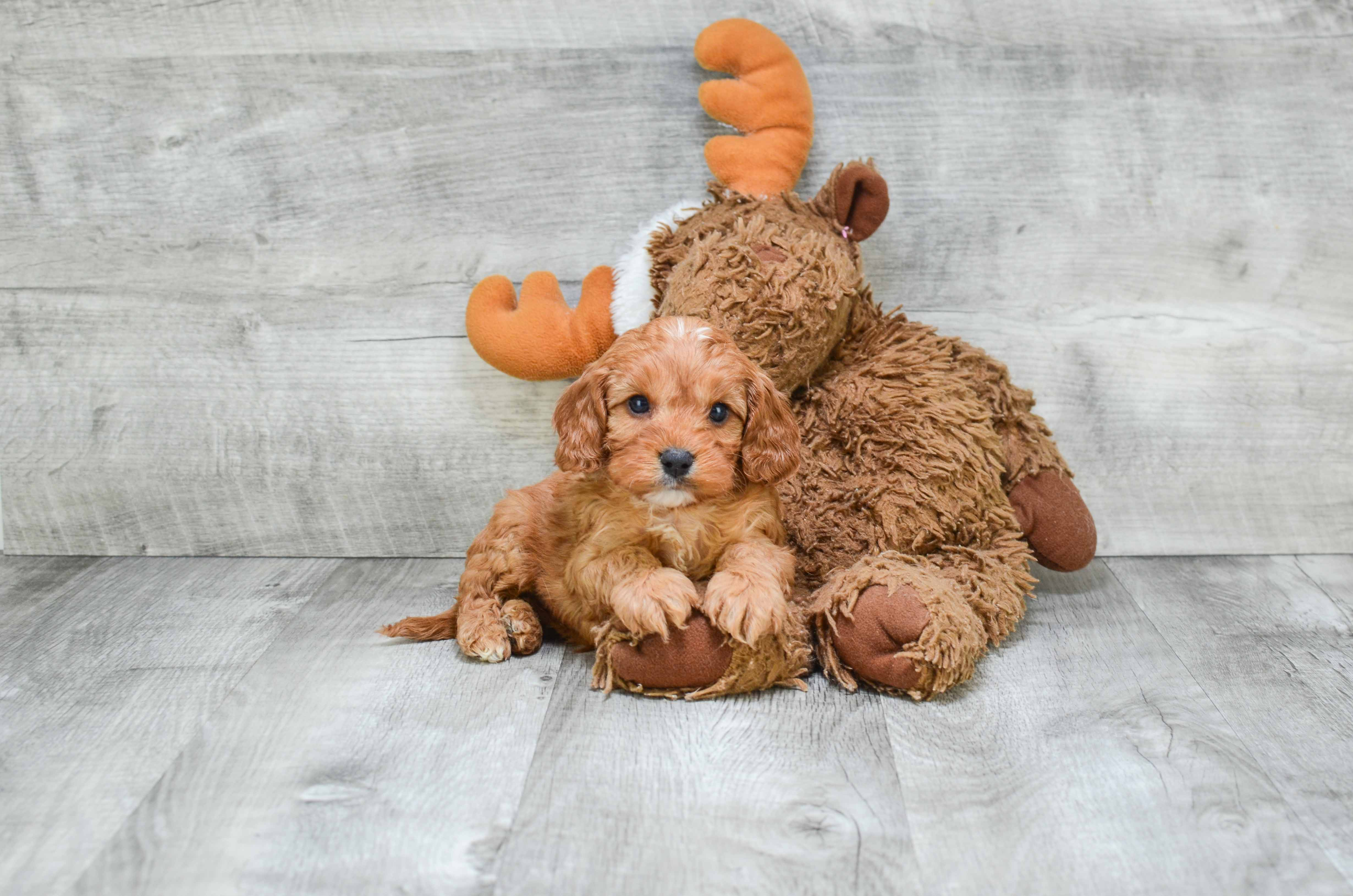 Cavapoo Pup Being Cute