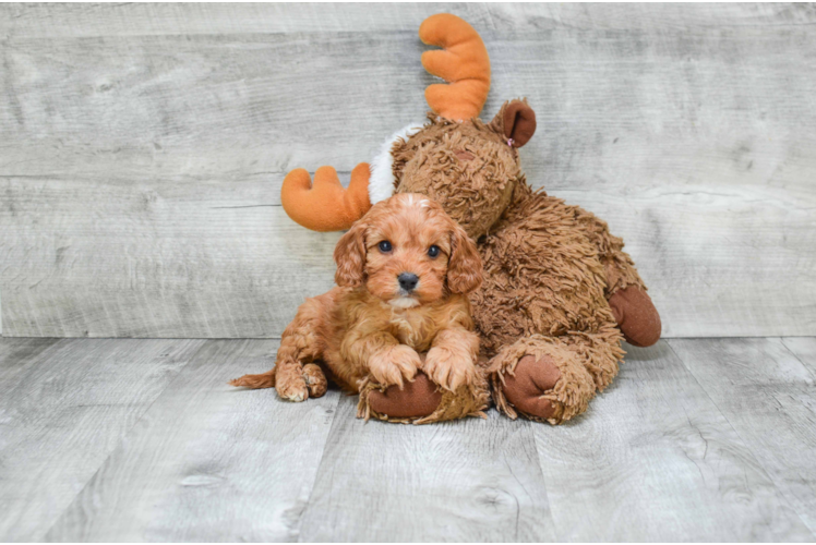 Cavapoo Pup Being Cute